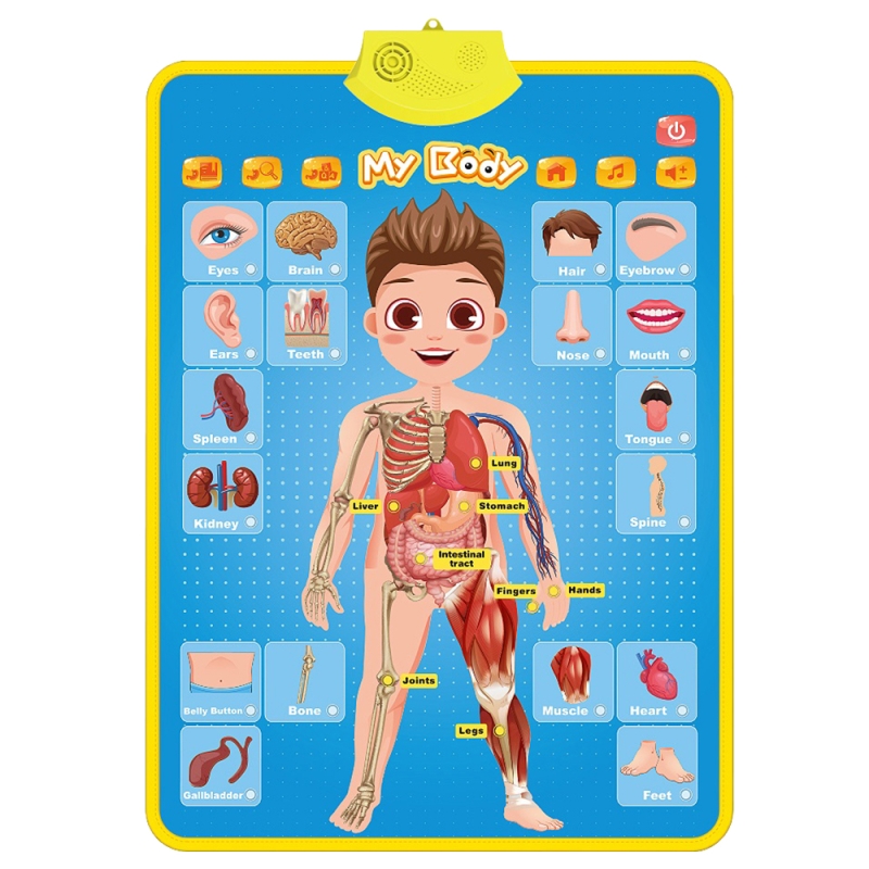 Jucarii interactive karemi, jocuri educative audio in limba engleza, corpul uman, fara baterii incluse